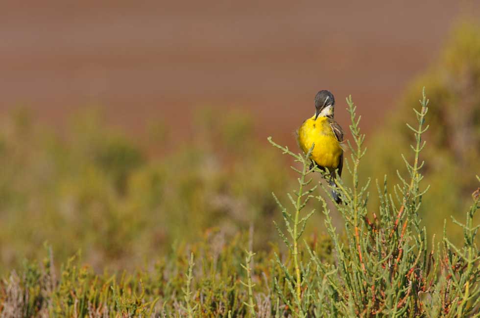 Imagen 10 de la galería de Lavandera boyera - Western Yellow Wagtail